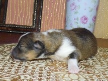 puppies
