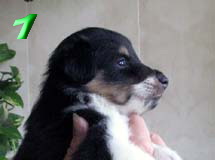 puppies