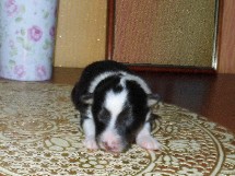 puppies