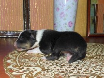 puppies