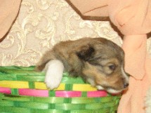 puppies