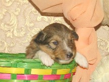 puppies