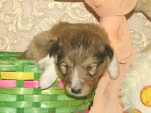 puppies