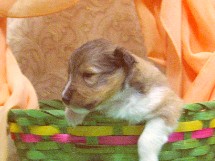 puppies