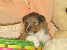 puppies