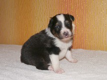 puppies