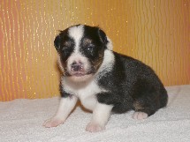 puppies