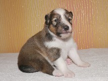 puppies