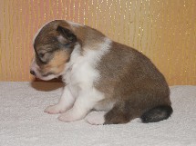 puppies
