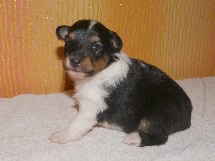 puppies
