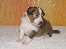 puppies