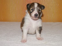 puppies