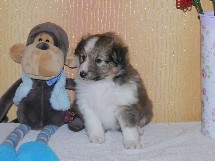 puppies