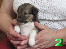 puppies