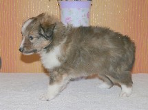 puppies