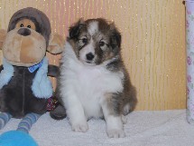 puppies