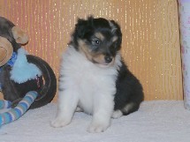puppies
