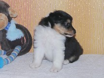 puppies