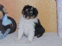 puppies