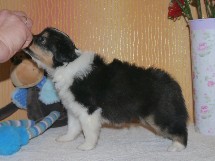 puppies