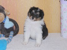 puppies