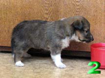 puppies