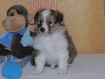 puppies