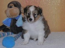 puppies