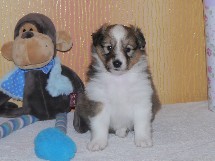 puppies