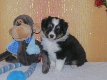 puppies