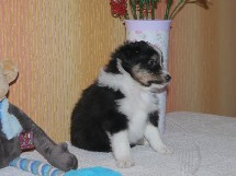 puppies