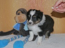 puppies