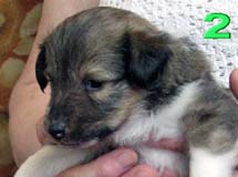 puppies