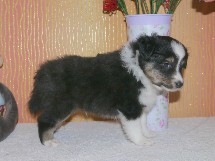 puppies