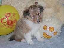puppies