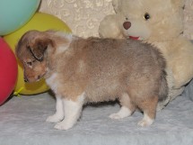 puppies