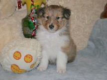 puppies