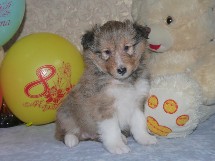 puppies
