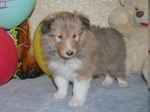 puppies