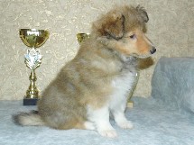puppies