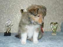 puppies