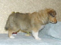 puppies