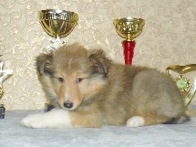 puppies