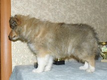 puppies