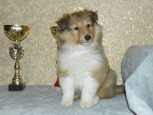 puppies