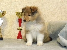 puppies