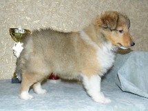 puppies