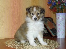puppies