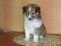 puppies