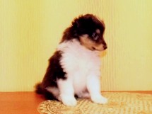 puppies